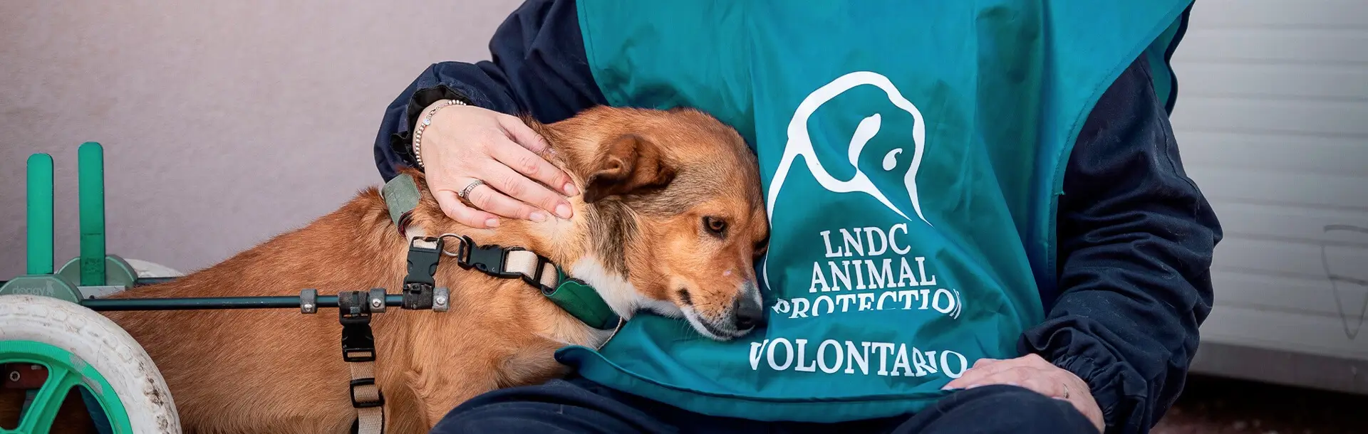 donazione-animali-san-valentino-2026-hero