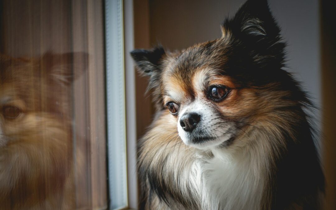 Torino, cani detenuti in un camper nel quartiere Aurora: LNDC Animal Protection chiede intervento urgente e tutela degli animali