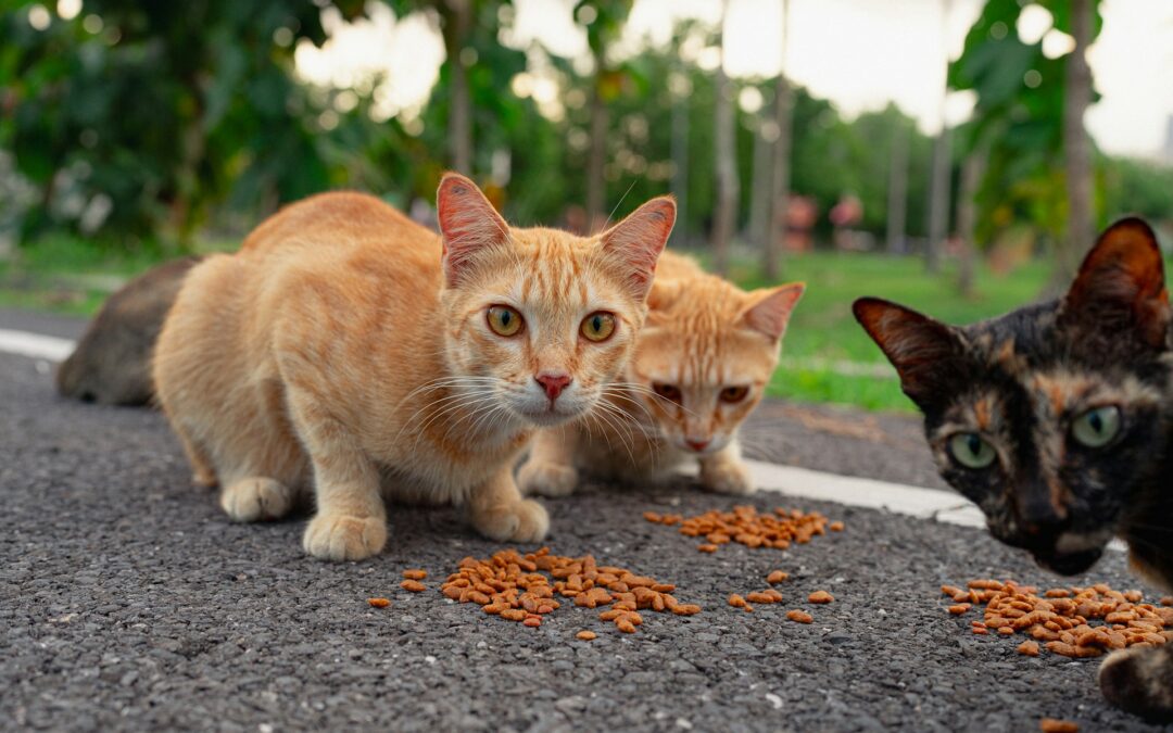 Gatti in pericolo a Villa Raspa di Spoltore (PE): dopo gli avvelenamenti, un micio gravemente ferito. LNDC Animal Protection denuncia e invita alla massima allerta