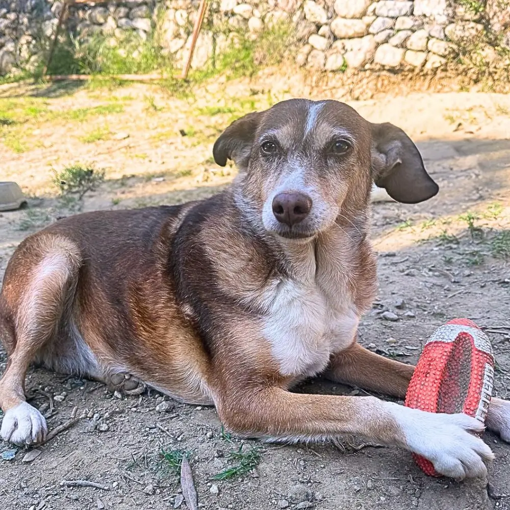 regalare-adozione-cane-san-valentino-bella