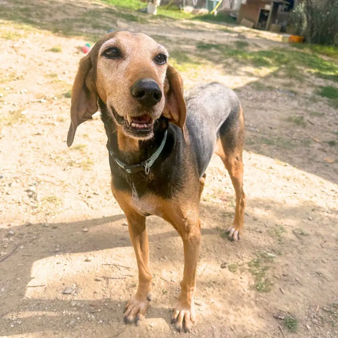 regalare-adozione-cane-san-valentino-eva