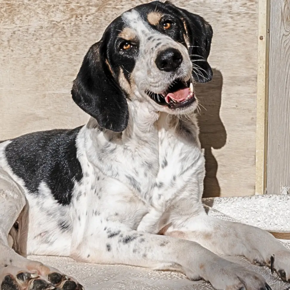 regalare-adozione-cane-san-valentino-sheila