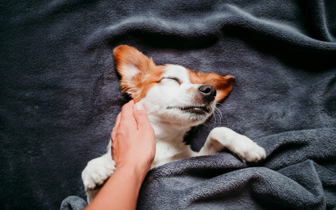 Dona una coperta agli animali nei rifugi: aiuta LNDC a proteggerli dal freddo