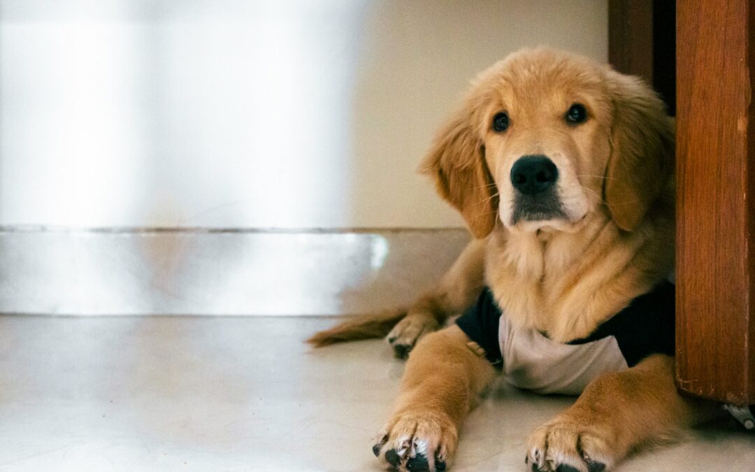 Ravenna, radiazione definitiva del dott. Mauro Guerra: LNDC Animal Protection esprime soddisfazione. Attesa per la sentenza penale del 18 febbraio