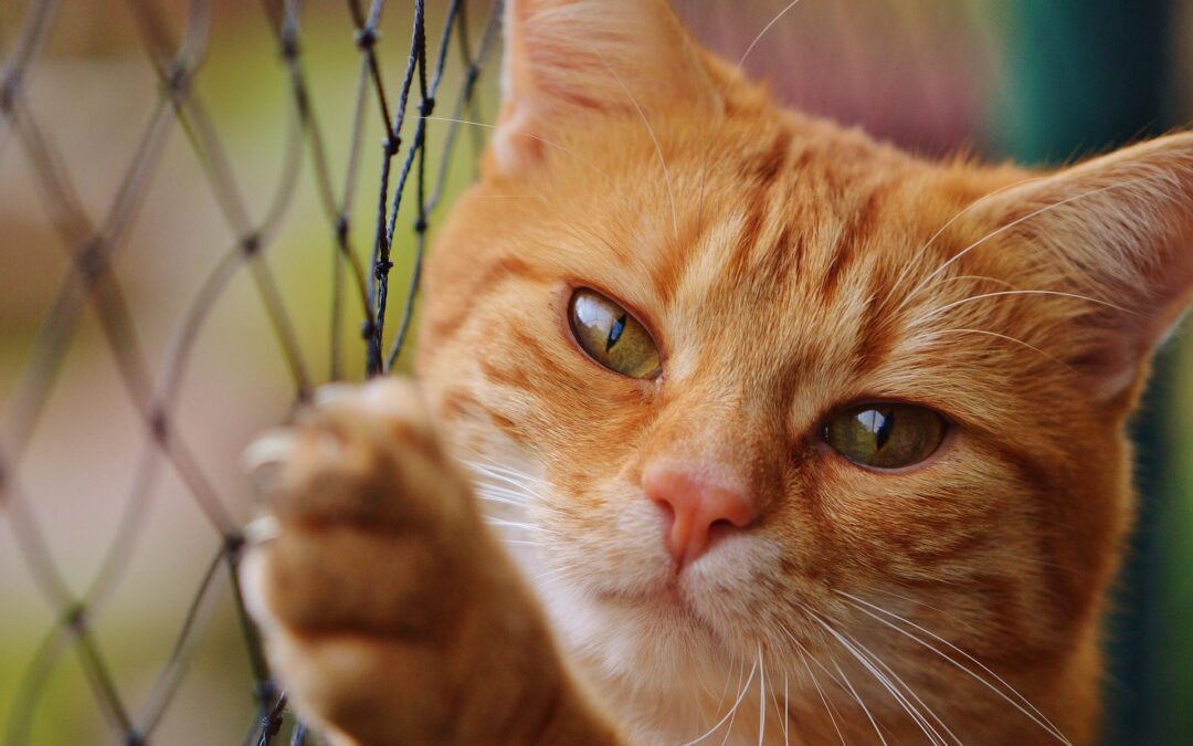 Brindisi, indagato medico per uccisione e sevizie di gatti: LNDC Animal Protection pronta a costituirsi parte civile