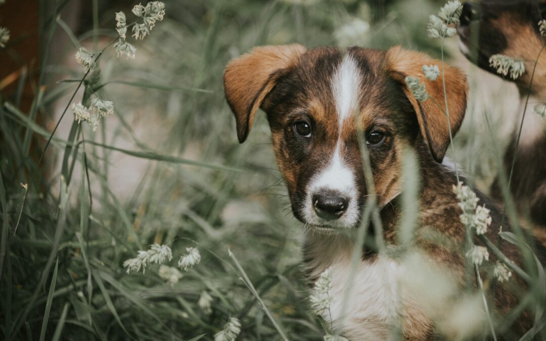 Mantova, spara al cagnolino del vicino entrato nel suo giardino. Scatta la denuncia di LNDC Animal Protection: “Quest’uomo è un pericolo sociale”