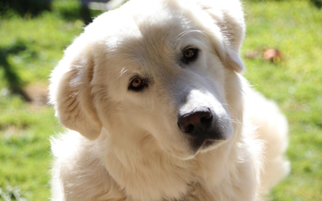 Spoltore (PE), cane lasciato morire legato a una catena: LNDC Animal Protection in Tribunale. Opposizione alla messa alla prova per un caso di estrema gravità