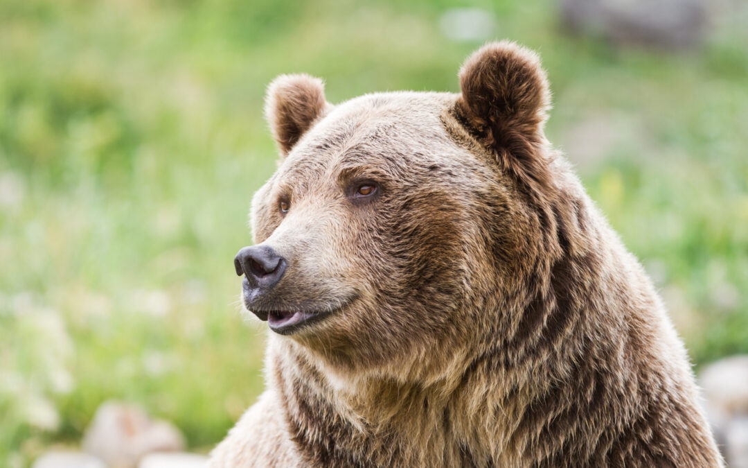 Processo per l’uccisione dell’orsa F36: LNDC Animal Protection deposita la costituzione di parte civile.