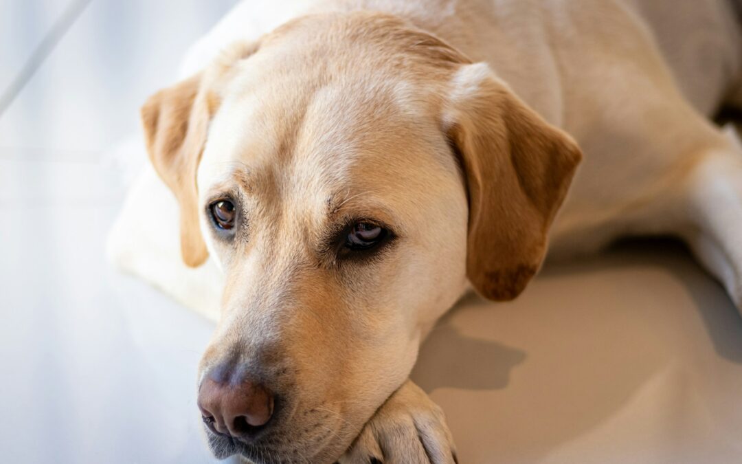 Ravenna, la Corte d’Appello di Bologna dispone il rinvio a giudizio per il caso di Balto. LNDC Animal Protection: “Ora finalmente un processo per anni di sofferenze”