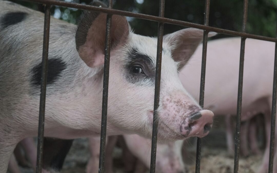 Gabbie, la voce degli animali arriva alla Corte di giustizia UE