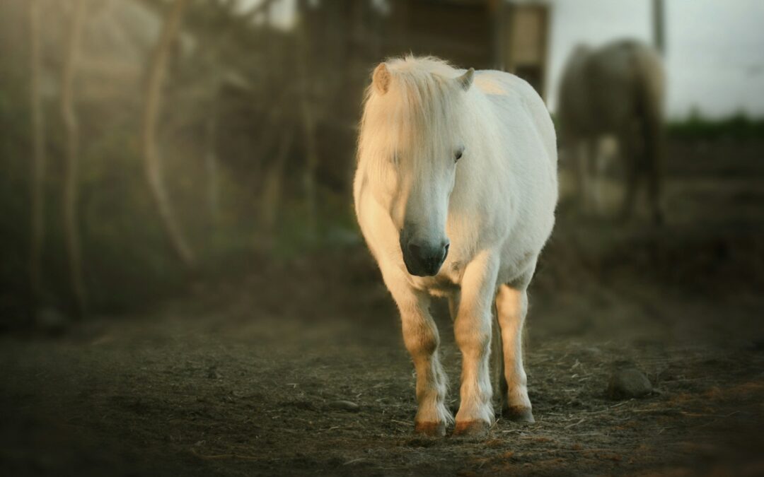 Ragusa, uccisione della pony trascinata da un’auto ad Acate. LNDC Animal Protection parte civile al processo
