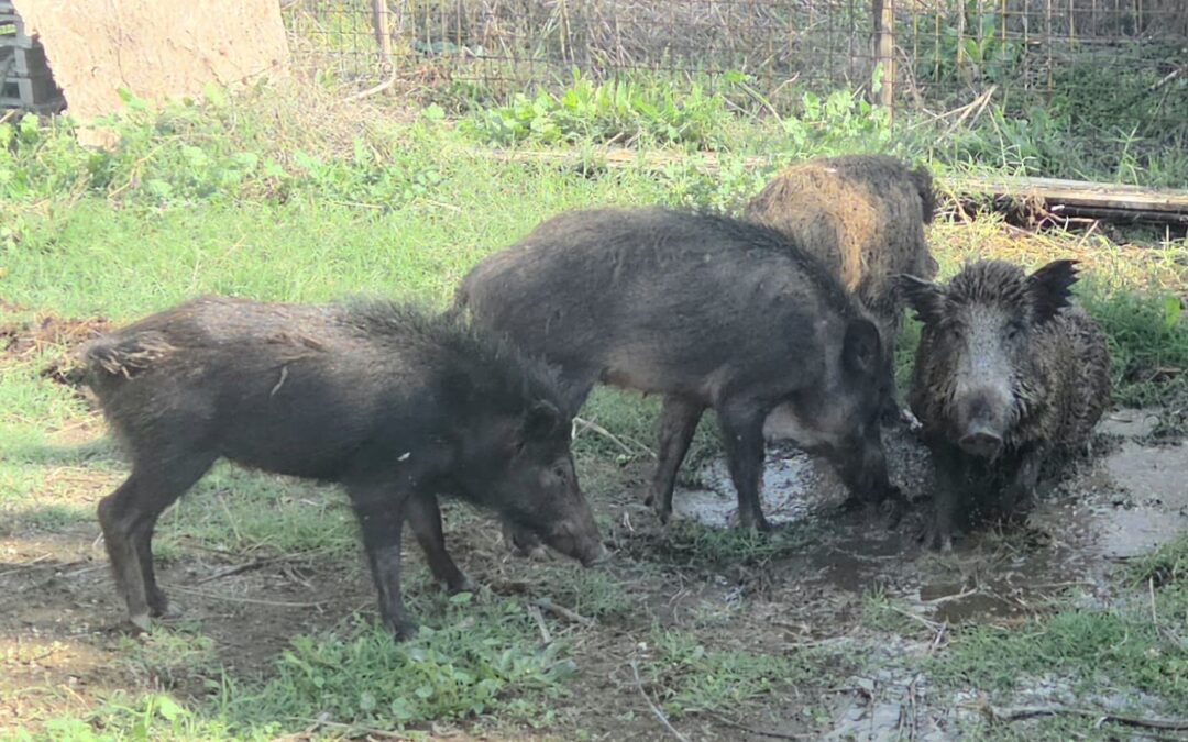LAV, LNDC Animal Protection, ENPA e Rete dei santuari di animali liberi denunciano l’inadempienza della Regione Lazio e del Comune di Roma, custodi giudiziari degli animali della Sfattoria