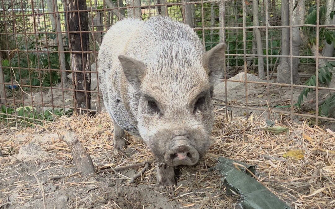 Sfattoria degli Ultimi: associazioni al TAR contro la Regione Lazio. “Forniture insufficienti e bando sui cinghiali fuorviante: serve responsabilità per tutelare gli animali non DPA”