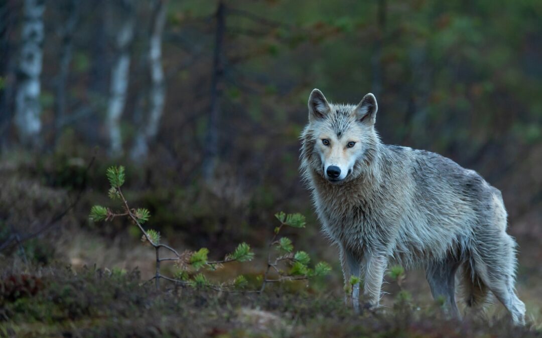 Declassamento del lupo: cinque richieste al Senato per fermare una decisione sbagliata
