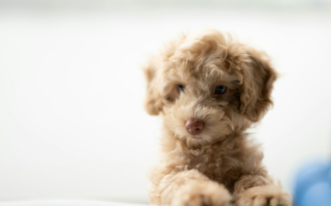 Cuccioli trasportati in condizioni drammatiche sulla A4: LNDC Animal Protection sporge denuncia e ricorda la petizione