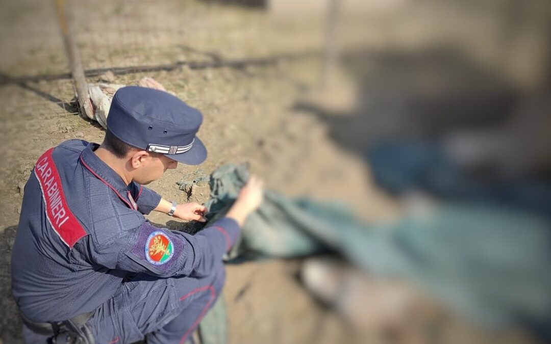 Parma, “fattoria degli orrori”: LNDC Animal Protection presenta denuncia e annuncia costituzione di parte civile