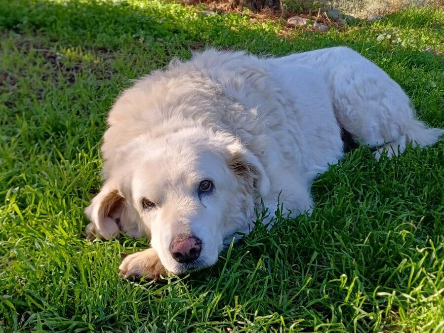Mela, la libertà custodita