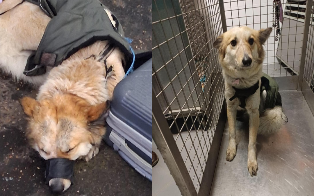 Roma, cagnolina restituita alla proprietaria: LNDC Animal Protection denuncia una gestione irresponsabile