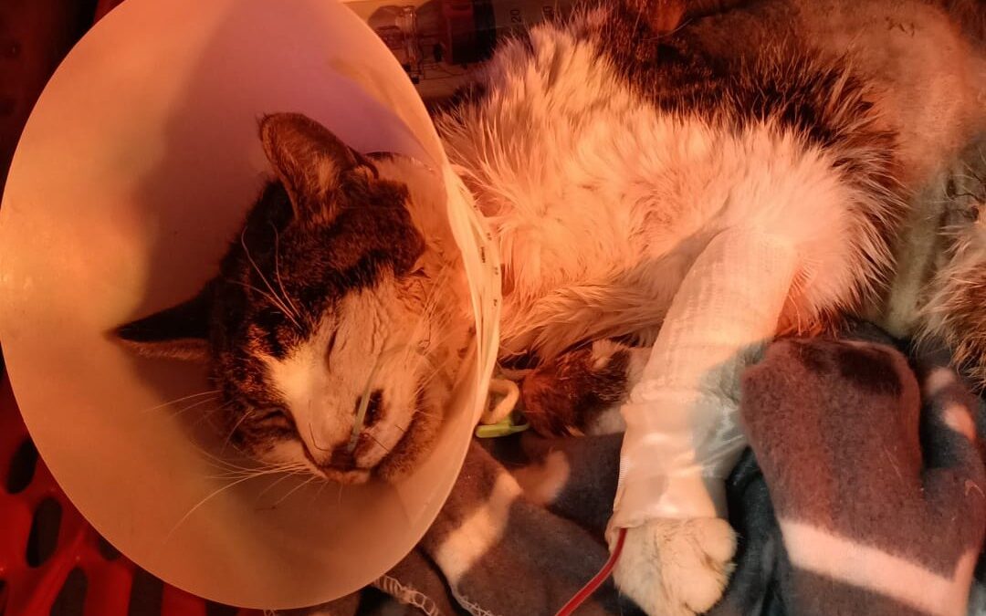 “Giustizia per la gattina Rosi”: manifestazione pubblica a Roma il 3 aprile a Tor Tre Teste