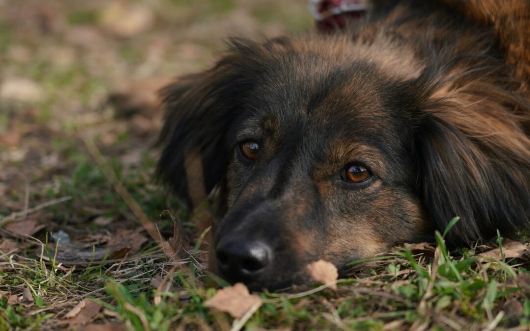 Verona: cagnolina malata uccisa a colpi alla testa e abbandonata nel bosco. LNDC Animal Protection sporge denuncia