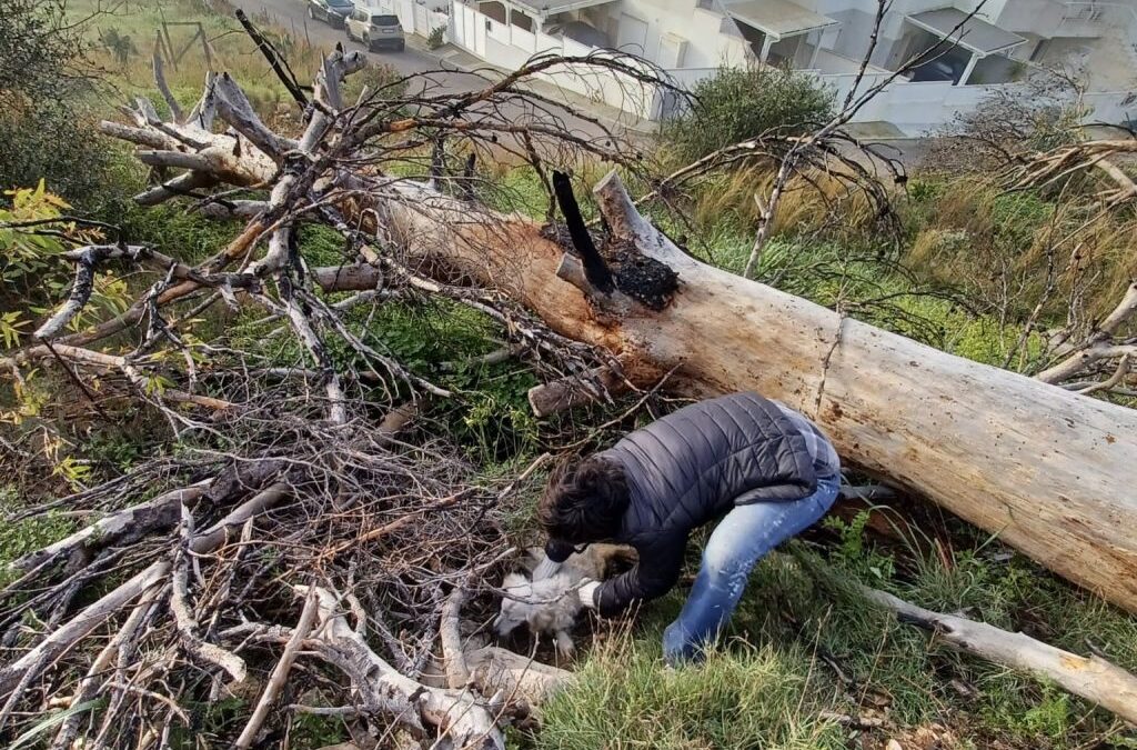 Sannicola (LE), cane lasciato morire in un fosso: LNDC Animal Protection presenta denuncia e chiede ai cittadini informazioni per individuare il responsabile