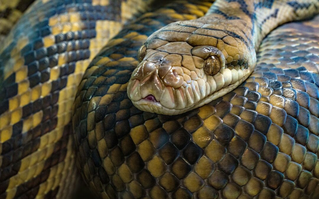 Rettilario illegale nel Barese: LNDC Animal Protection denuncia e condanna la cultura del possesso degli animali come “trofei”