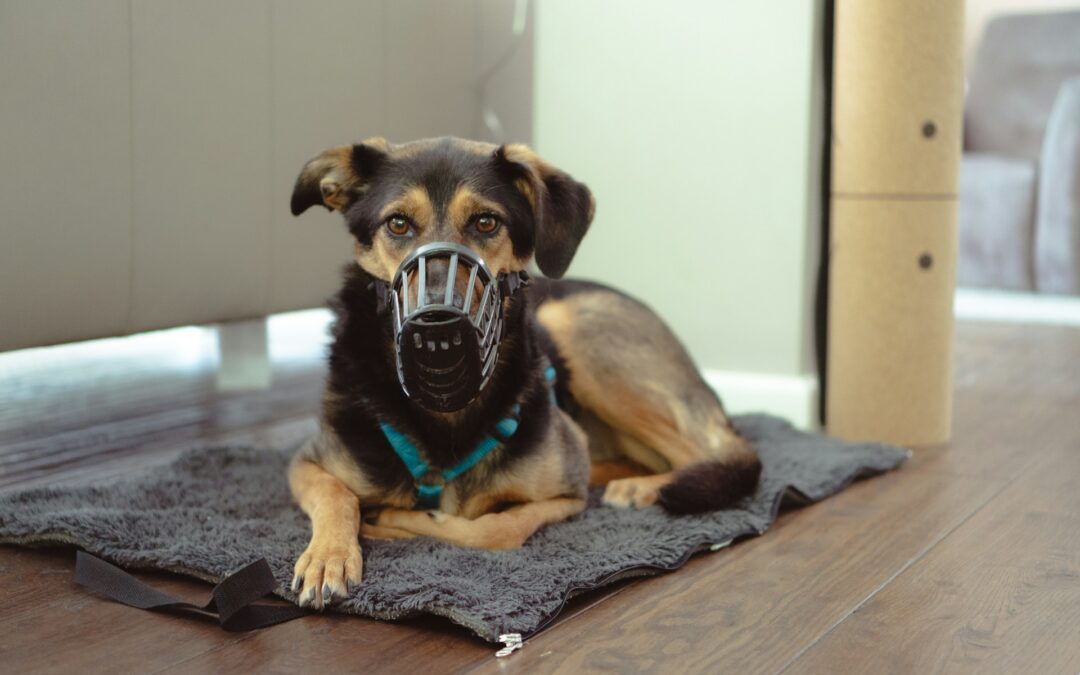 Roma: cane costretto a vivere con la museruola e con una lesione al collo. LNDC Animal Protection chiede il sequestro