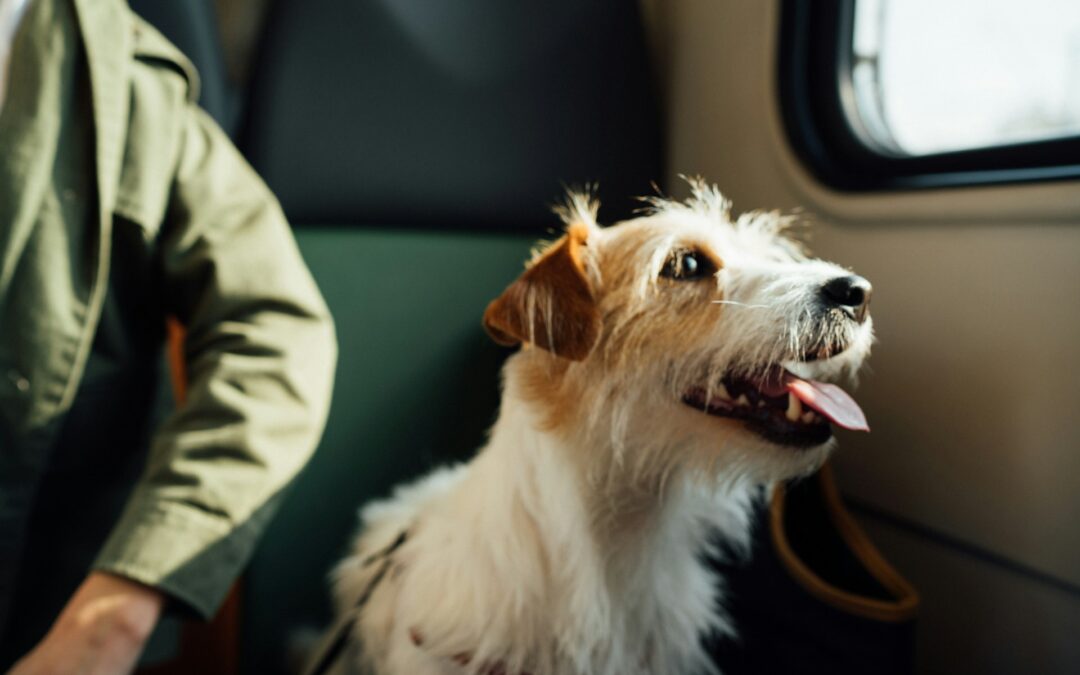 Emergenza Emirati: LNDC Animal Protection chiede procedure rapide per il rimpatrio dei cittadini italiani con animali al seguito