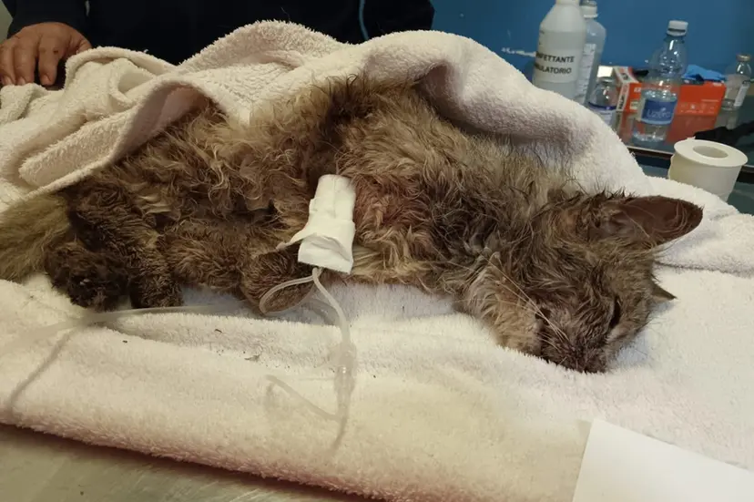 Dolianova (CA), gattina brutalmente picchiata e abbandonata in una busta: LNDC Animal Protection denuncia e lancia l’allarme