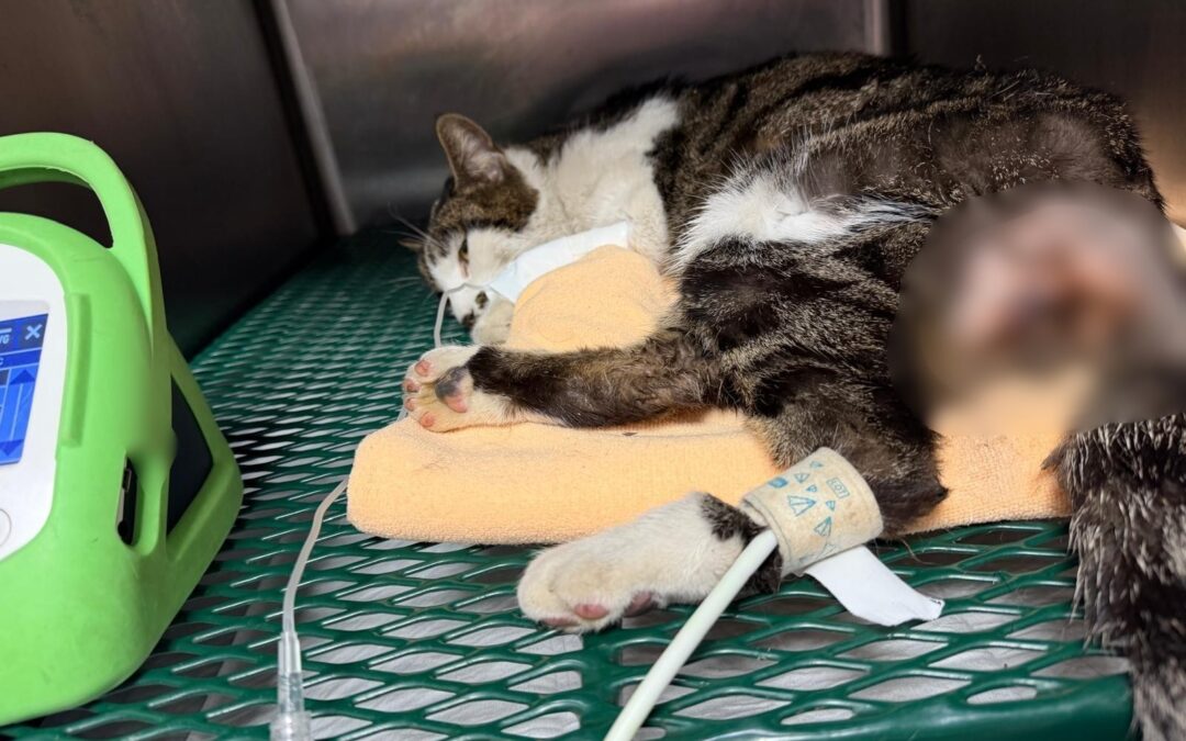 Roma, gattina violentata a Tor Tre Teste: LNDC Animal Protection presenta denuncia e chiede aiuto ai cittadini