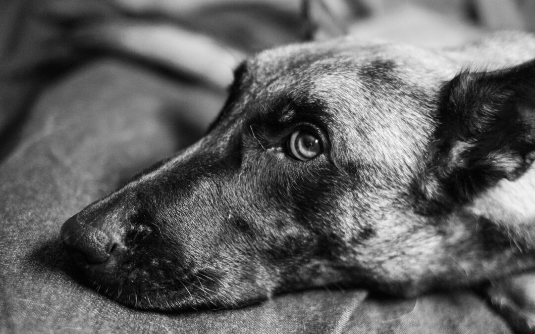 Cuccioli rinchiusi tra rifiuti a Torino: LNDC Animal Protection denuncia e rilancia la petizione per fermare la vendita di animali online