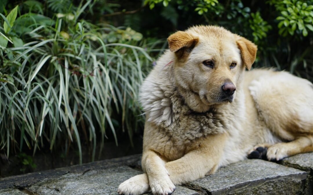 Antiparassitari per cani e gatti: tipologie, parassiti da cui proteggerli ed errori da evitare