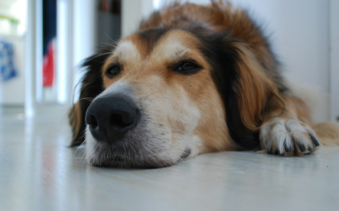 Biella, cane picchiato davanti al supermercato: LNDC Animal Protection sporge denuncia