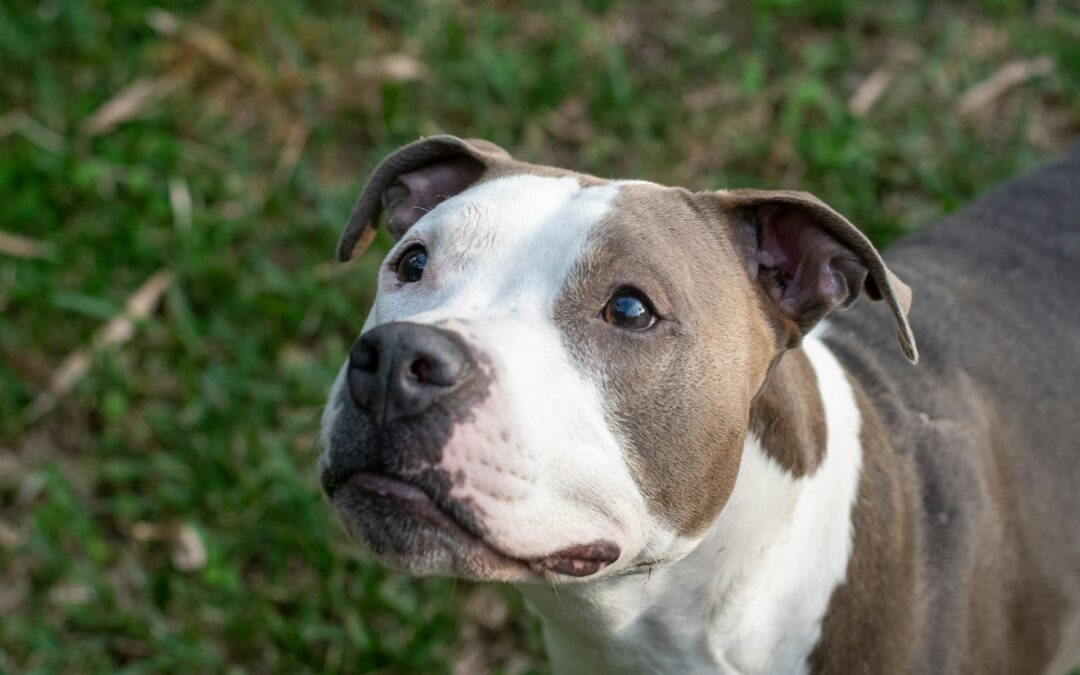 Carcare (SV), due cani trovati morti con segni di violenza: LNDC Animal Protection presenta denuncia e chiede aiuto ai cittadini