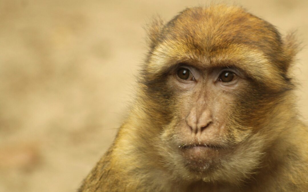 Caso Aptuit Verona: verso l’ammissione della messa alla prova. LNDC Animal Protection: “Scelta inadeguata, rifiuteremo il risarcimento”