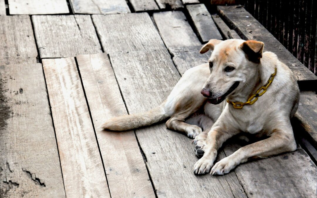 Valle dell’Ufita (AV), cani incatenati e senza riparo: LNDC Animal Protection pronta a costituirsi parte lesa