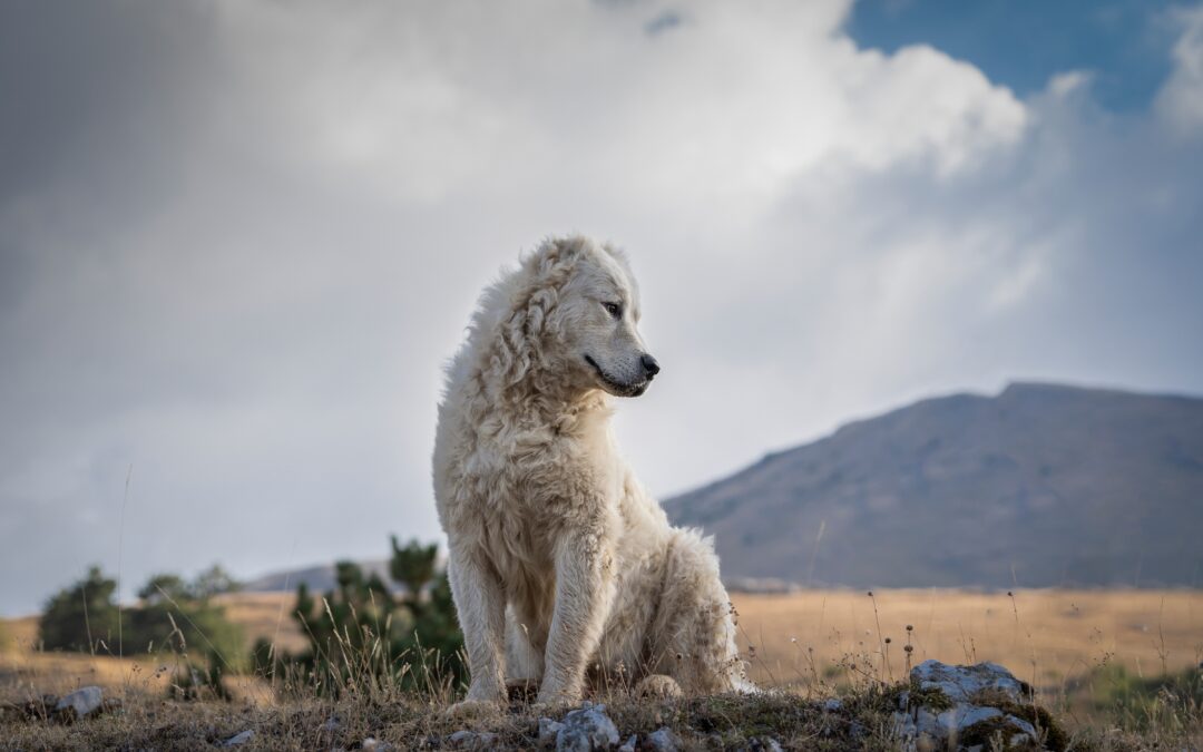 Cane ucciso nel Teramano: si chiude il processo con patteggiamento a 6 mesi. LNDC Animal Protection: “Abbiamo ottenuto giustizia, ma resta l’amarezza per una pena insufficiente”