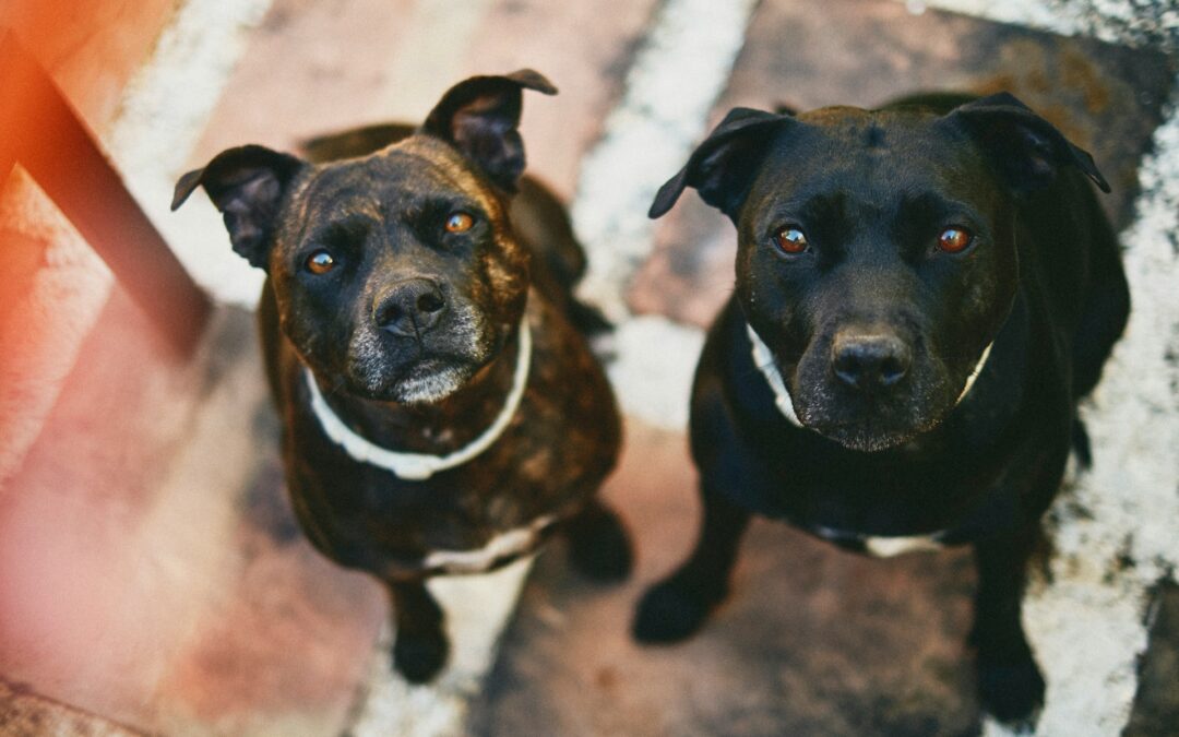 Rieti, wurstel con chiodi lanciati in un’abitazione per uccidere due cani: LNDC Animal Protection presenta denuncia