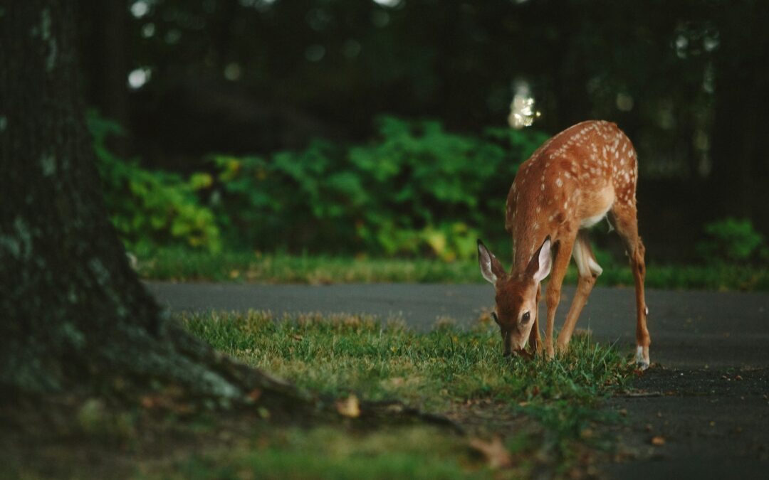Il TAR Lazio accoglie il ricorso delle associazioni