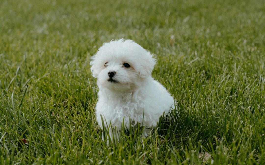 Cagliari, animale ucciso con un escavatore: LNDC Animal Protection presenta denuncia e chiede aiuto ai cittadini