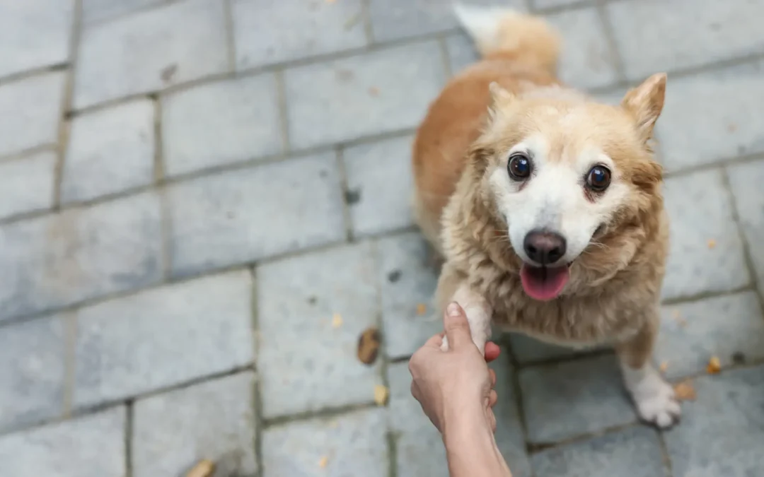 Animali, nei rifugi accadono miracoli silenziosi. Con il tuo 5×1000 a LNDC Animal Protection puoi salvarli
