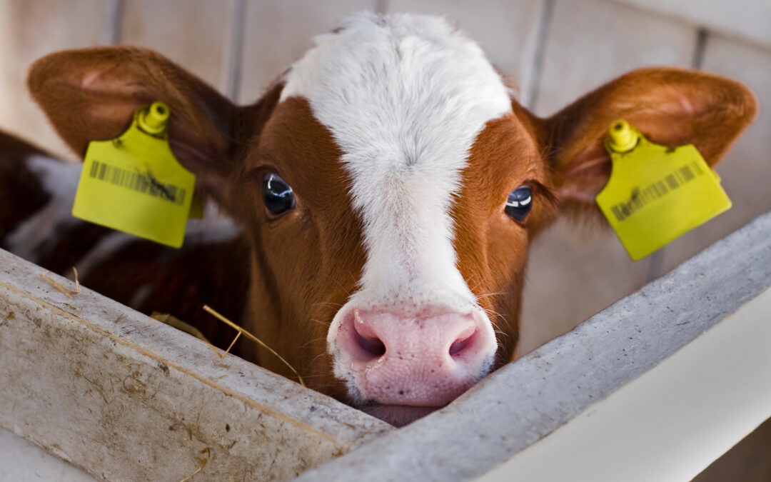 Calatafimi Segesta (TP): LNDC Animal Protection lancia una petizione per dire basta agli animali come premi nelle lotterie