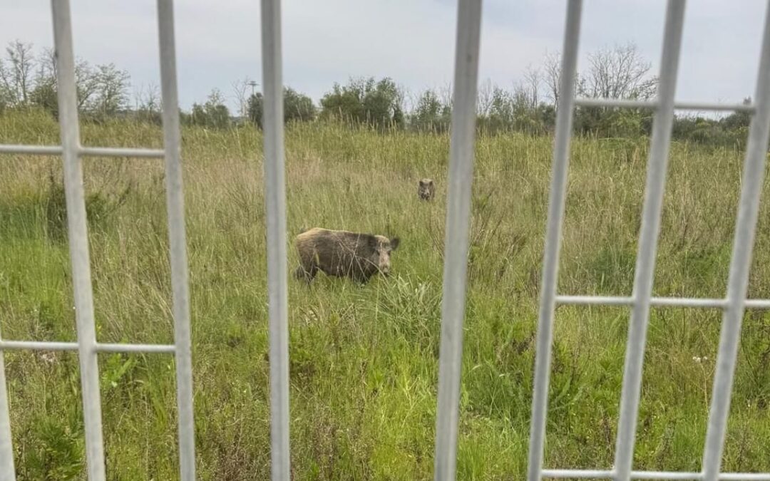 Roma, 200mila euro per uccidere i cinghiali: LNDC Animal Protection denuncia una scelta inaccettabile