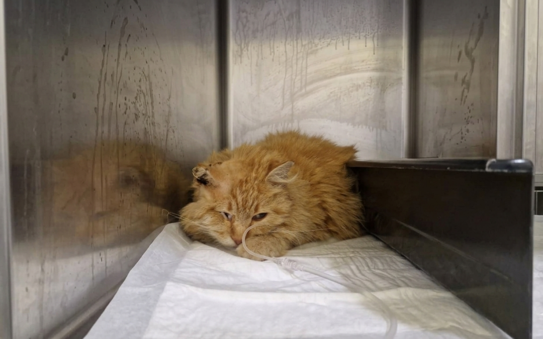 Roma, il gatto Odino torturato ad Acilia, orecchio bruciato e zampe da amputare. LNDC denuncia e lancia l’appello: “Troviamo gli aguzzini”