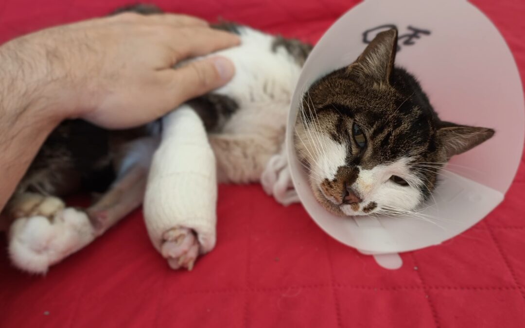 Roma, la gattina Rosi ha trovato casa: dopo settimane di sofferenza, inizia finalmente una nuova vita