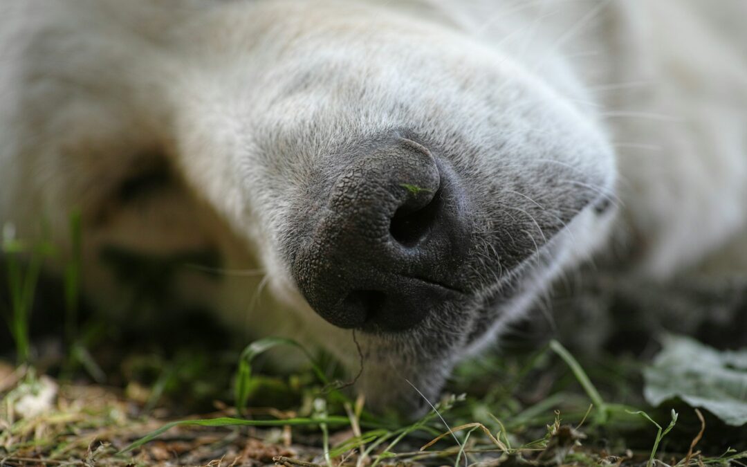 Strage di cani avvelenati nel sassarese: LNDC Animal Protection presenta denuncia e chiede l’aiuto dei cittadini