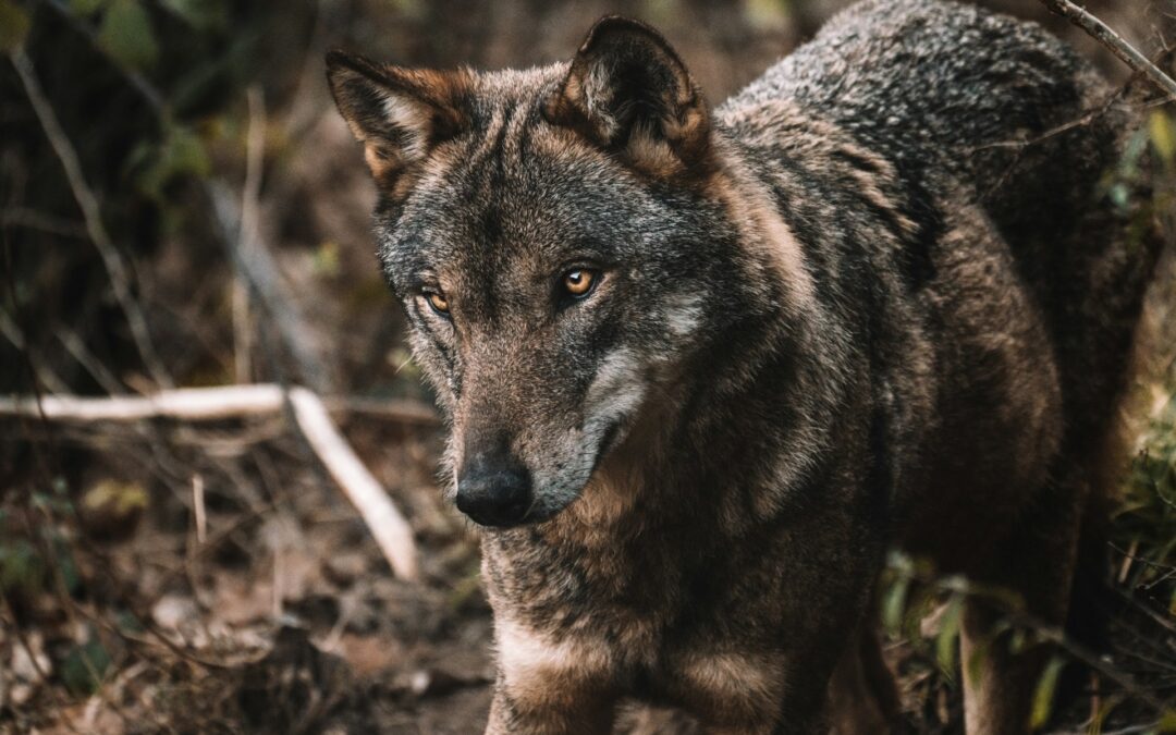 Lupo trovato morto in Trentino: LNDC Animal Protection denuncia il sospetto avvelenamento e accusa un clima ostile verso la fauna selvatica