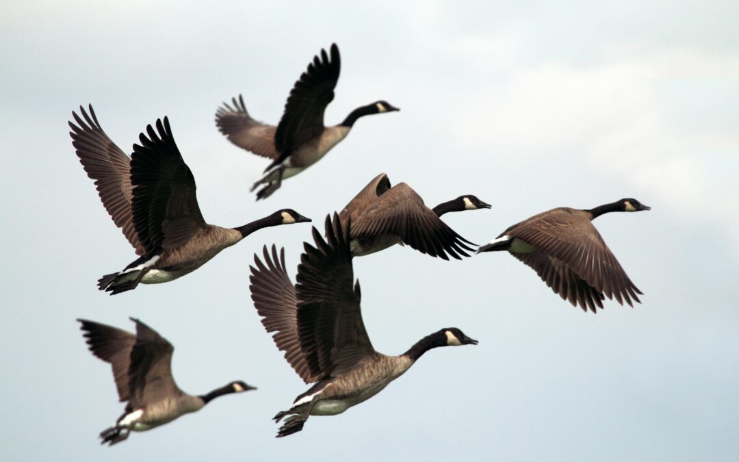 Direttiva uccelli, le nuove linee guida UE sono una vittoria della legalità. LNDC Animal Protection: “Il Governo Meloni segua l’esempio e tuteli la biodiversità”
