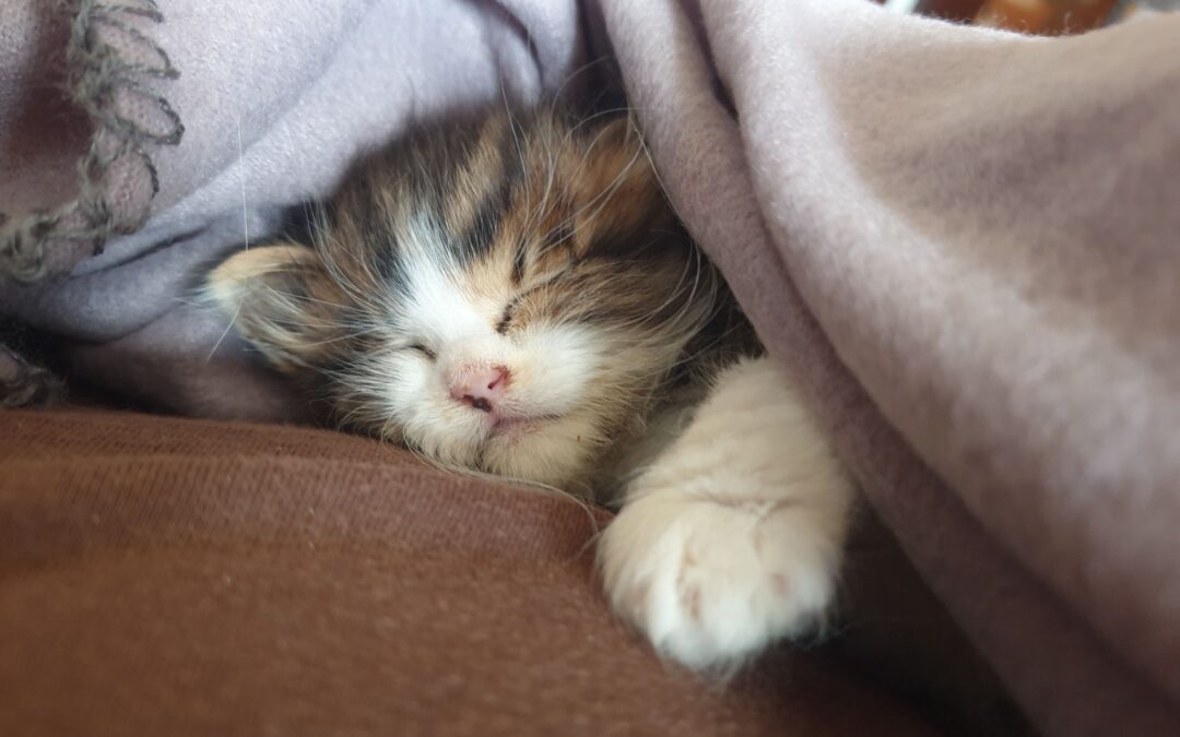 Gattino ferito a Trapani: grave la ricostruzione del Comune, non si può definire “soccorso” ciò che soccorso non è