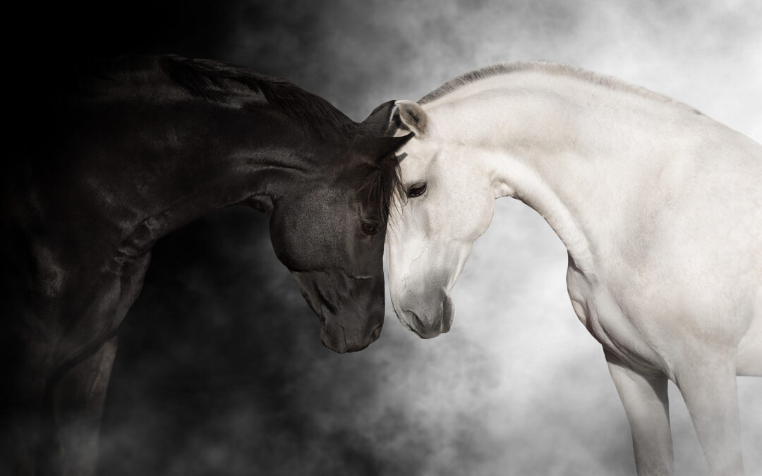 Corato (BA), torna la sagra della carne di cavallo: LNDC Animal Protection condanna l’evento e lancia una campagna di sensibilizzazione sul territorio